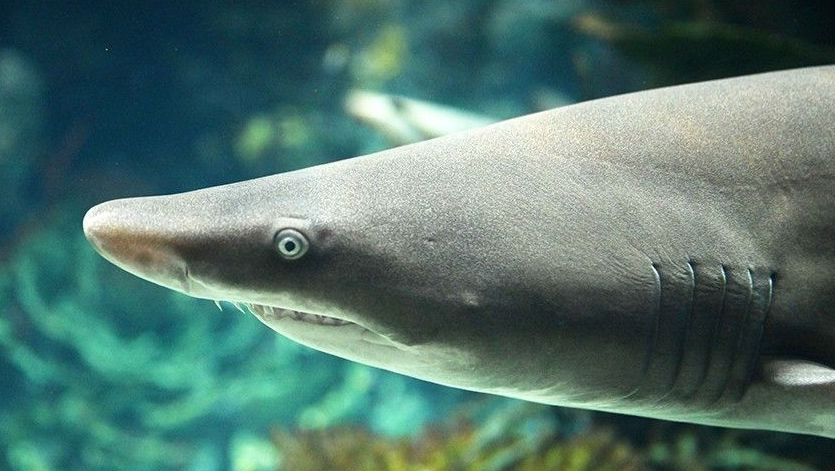 В скандальном океанариуме в Приморье умерла акула-зебра