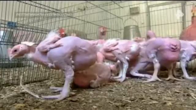 Самые шокирующие гипотезы Рептилии или Рептилоиды 01 08 2018 смотреть онлайн