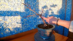 Клен веерный Атропурпуреум  Acer palmatum Atropurpureum весна 2021 год