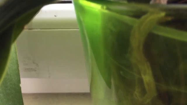 Мои любимые красунечки орхидеи. Как отличить цветонос от корня. Уход за орхидеями. смотреть онлайн