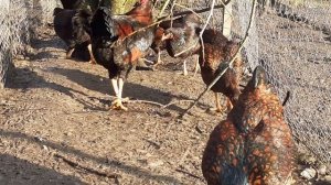 куры Виандот фазаний окрас характеристика породы