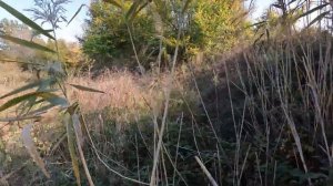 Охота на фазана без собаки 2022/ Как это на самом деле.