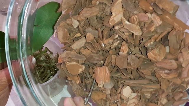 Посадка Орхидеи в размере 1,7' | Phal. Lucky Star YH0025 смотреть онлайн