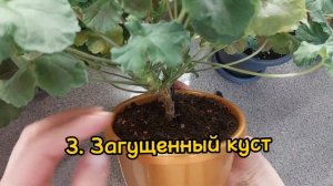 НЕ ЦВЕТЕТ ПЕЛАРГОНИЯ ГЕРАНЬ? 5 ОСНОВНЫХ причин из моего опыта. КАК ИСПРАВИТЬ СИТУАЦИЮ
