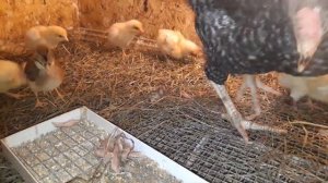 Едят ли цыплята мясо? Курица для курицы.