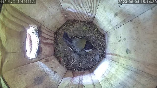 #онлайн_трансляция из гнезда #большой_синицы. Вторая кладка. День 4 июня 2023 года. смотреть онлайн