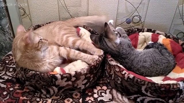 Несостоявшаяся дружба Баси и Степы смотреть онлайн