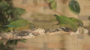 Все О Домашних Животных: Краснохвостые Пирруры - Попугаи Из Бразилии