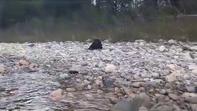 охота на медведя, карабин скс вепрь 7.62х39, атака медьведя смотреть онлайн