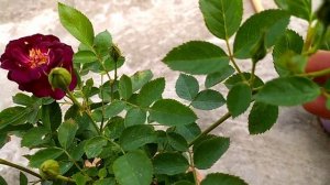 Midnight blue Rose, Purple colour Rose Flower plant
