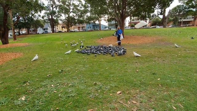 Это надо видеть, КаК чудят какаду ! Нашли пустой стаканчик и ... смотреть онлайн