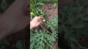 Беседа. Сеем в #сорняки без ухода даже в #целину. #Биогидрис. Секрет #плодородия