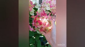гортензия метельчатая Даймонд Руж,  изменения цвета  за сезон 23, север, грунт-песок