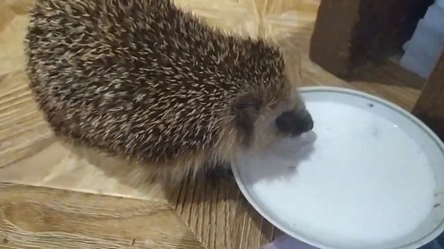 Реакция кота, когда еж ест из его миски смотреть онлайн