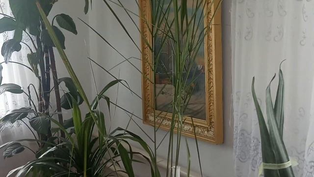 Обзор комнатных цветов в апреле.Стена из комнатных цветов.