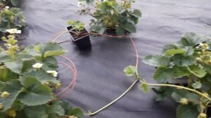 Самые ранние сорта клубники для Подмосковья