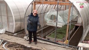 Выращивание рассады в теплице #urozhainye_gryadki