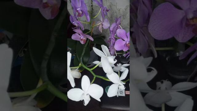 Стрим Без Меня. Желающие Могут Общаться. ❤️🌺💐 смотреть онлайн