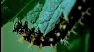 природные сообщества 5 кл