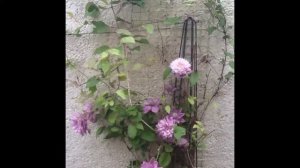 Unfinished: Clematis