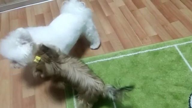 собачки