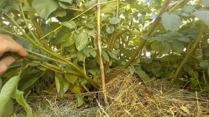 Картофель Уника, Сарпо мира, Журавинка, Сынок, Шарвари пирошка. От Натальи Сморчковой.