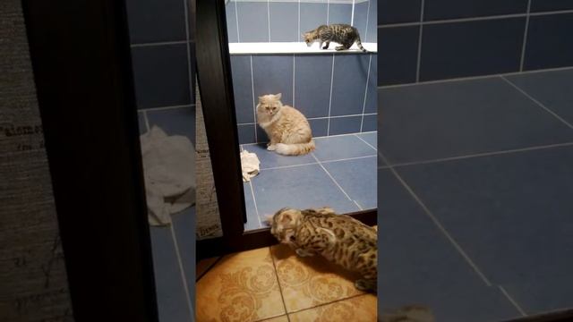 Признаки и поведение кошки когда она просит кота