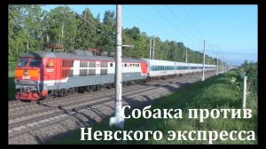 Собака против Невского экспресса \ Dog vs Nevsky Express