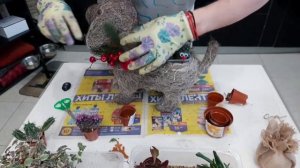 Новогодний комплимент Садик из Кактусов и Суккулентов