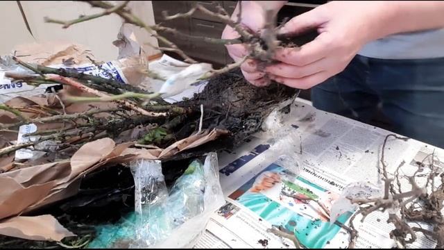 Новый питомник "Крымский дачник": обзор посылки с саженцами роз