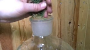 Делаем масло можжевельника.