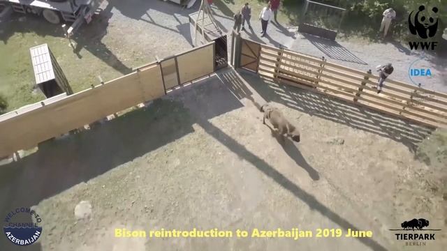 Редкие животные Азербайджана - бизоны смотреть онлайн