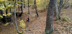 Прогулка по старокрымском лесу (ноябрь 2021)