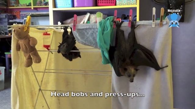 Baby bat practices flapping: this is Pretzel doing flappies смотреть онлайн