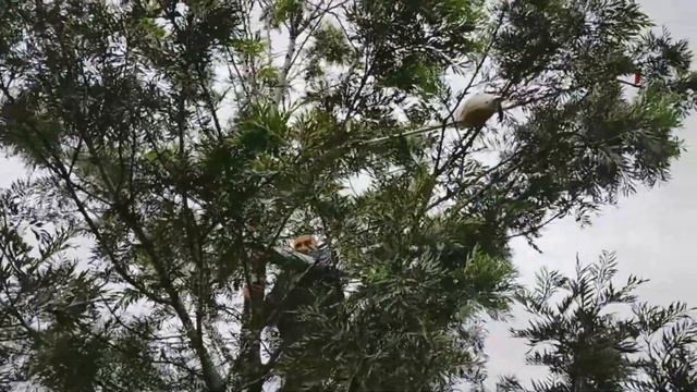 RC Tree Fellas (part one)10:37:04 minutes long смотреть онлайн