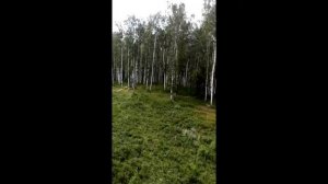 Живёшь в заколдованном диком лесу...Владимир Высоцкий. Уральские горы