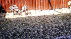 Откорм индейки на мясо(породная,кросовая)