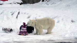 Медведице Айке из Московского зоопарка исполнилось три года / Город новостей на ТВЦ
