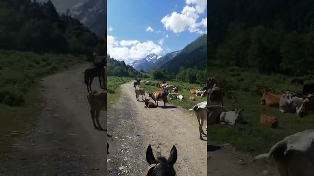 МЫ И КОНИ ??. Карачаево-Черкесия, Архыз ?️?️?️ Лето 2020 смотреть онлайн