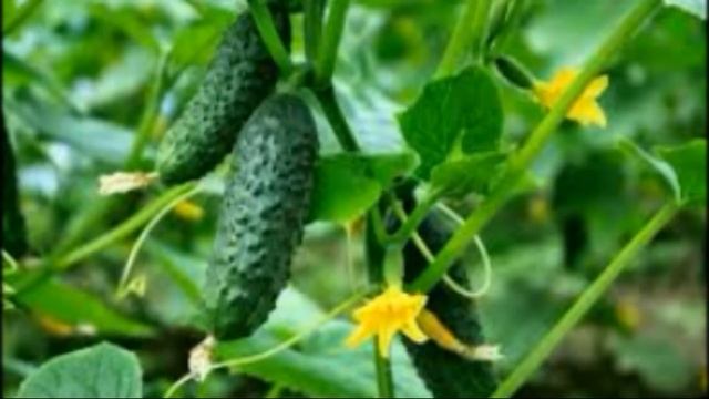 Что посадить с Огурцом чтобы овощей было в 2 раза больше!!.