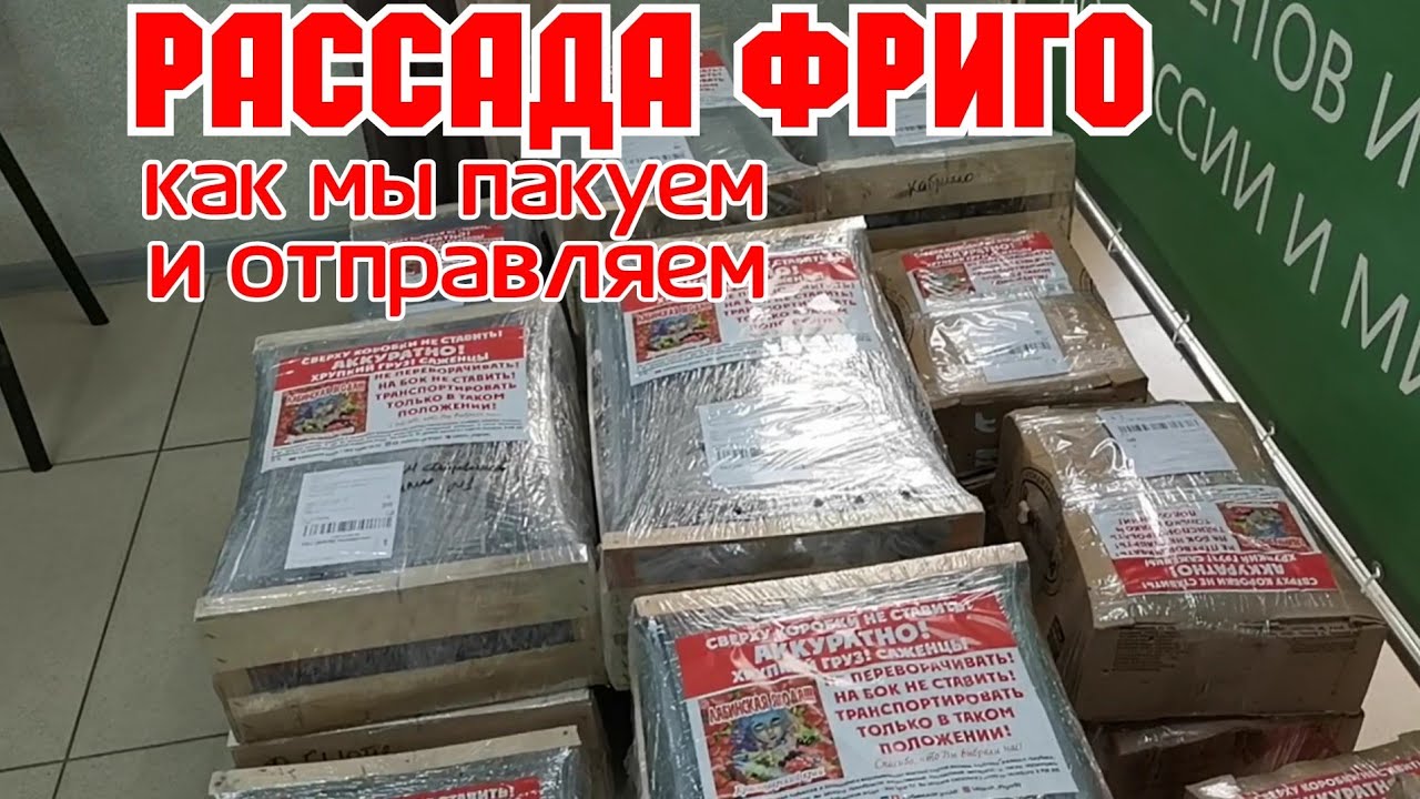 Рассада Фриго! Как мы пакуем и рассылаем! смотреть онлайн