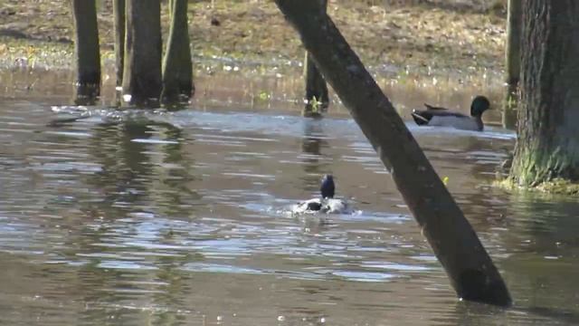 Canon PowerShot SX50 HS смотреть онлайн