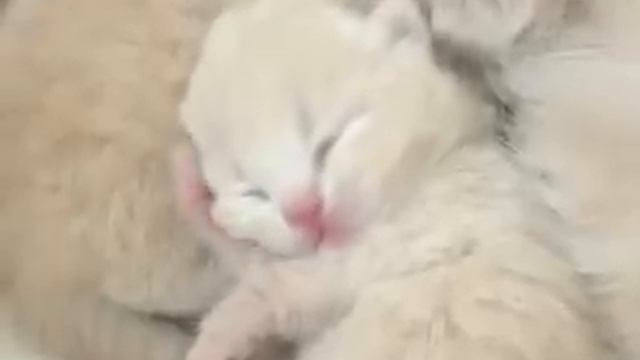 Новорождённые котята смотреть онлайн