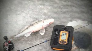 Рыбалка в Камском Устье 21,22.12.2019