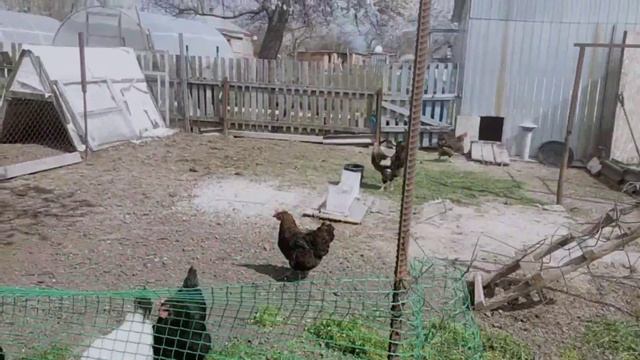 #599НАЧАЛАСЬ БОРЬБА С ТРАВОЙ/ВЫСАДИЛА ОГУРЧИКИ НА РАННИЙ УРОЖАЙ смотреть онлайн