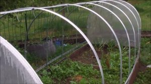 Огурцы в конце мая в Латвии. Оборудуем огуречник.