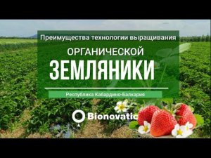 Репортаж с полей. Органическая земляника от Bionovatic