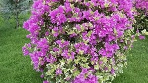 Live pink bougainvillea bonsai