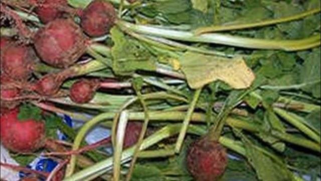 Болезни редиса и рекомендации