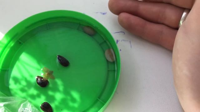 Выращиваю кофе из семян. Часть № 2. Начали прорастать?! смотреть онлайн